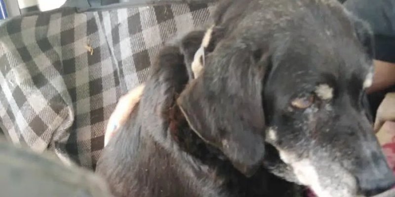 Φρίκη στα Χανιά: Είχε δέσει το γέρικο σκυλί του στον προφυλακτήρα του αυτοκινήτου και το έσερνε!