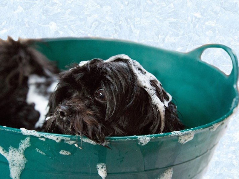 Tips για να λατρέψει ο σκύλος σου το μπανιάρισμα