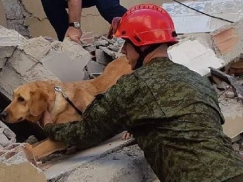 Σεισμός στην Αλβανία: Σκύλος-διασώστης εντόπισε τρία άτομα κάτω από τα συντρίμμια