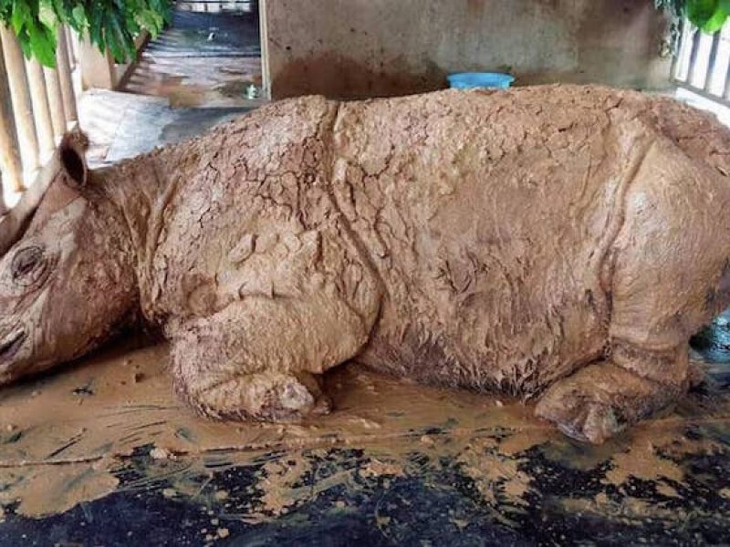Πέθανε ο τελευταίος ρινόκερος της Σουμάτρα στη Μαλαισία (video)