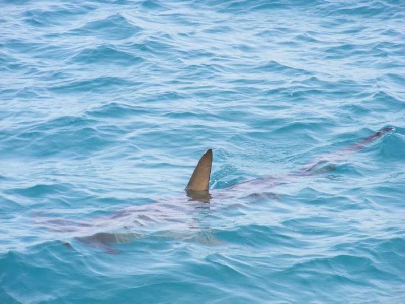 Οι Έλληνες τρώνε κατεψυγμένο μπλε καρχαρία – όχι γαλέο!