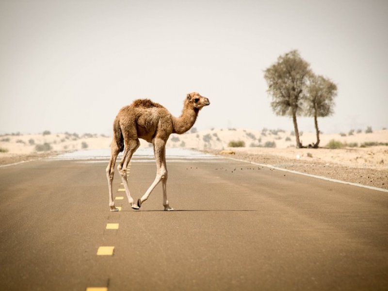 Αυστραλία: Ελεύθεροι σκοπευτές σκότωσαν τουλάχιστον 5.000 άγριες καμήλες