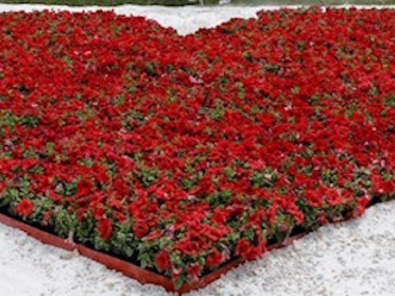 Πρωτομαγιά στις 9 του Μάη με κατακόκκινη λουλουδένια καρδιά στο Σύνταγμα