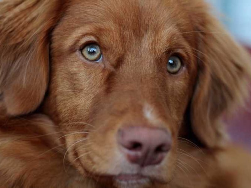 Τα μάτια του σκύλου σας μιλούν για την υγεία του
