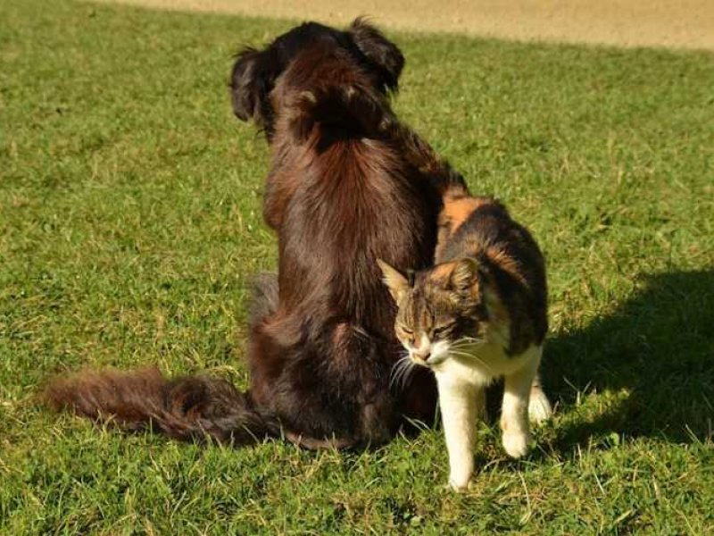 Οι γάτες μεταδίδουν μεταξύ τους τον κορονoϊό, ενώ οι σκύλοι όχι