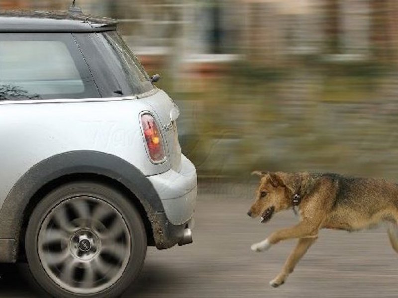 Γιατί τα σκυλιά κυνηγούν τα… αυτοκίνητα