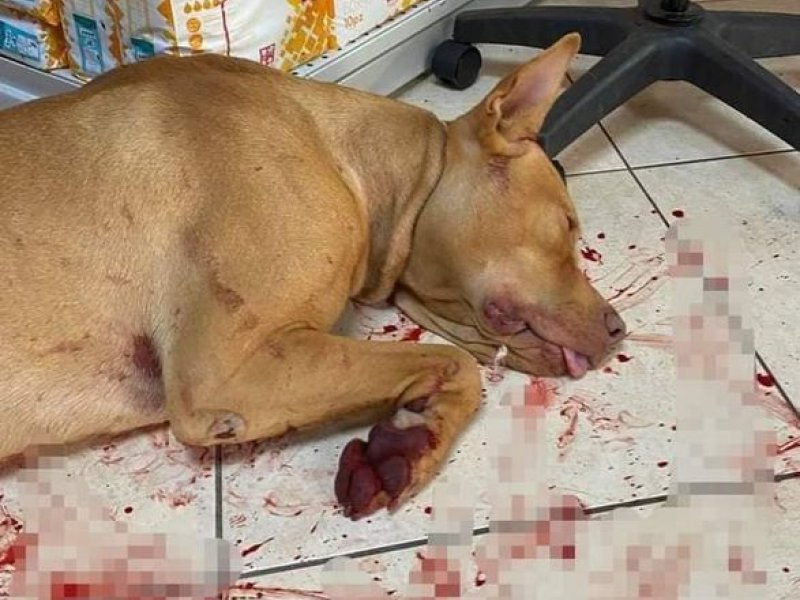 Κρήτη: Κρέμασε τον σκύλο του και του έκοψε τους όρχεις - Αναζητείται ο δράστης (pics)