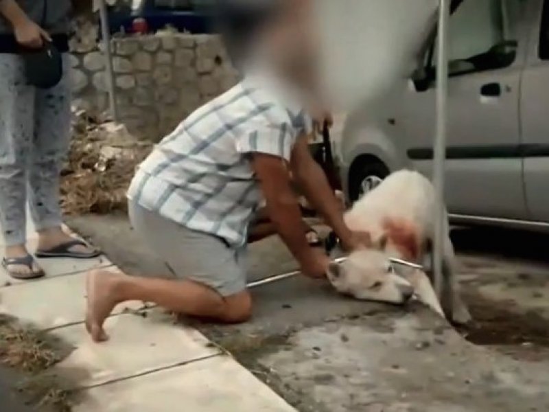 MEGA: Συγκλονίζει η περιγραφή του κτηνίατρου που περιέθαλψε τον σκύλο που δέχθηκε επίθεση στη Νίκαια