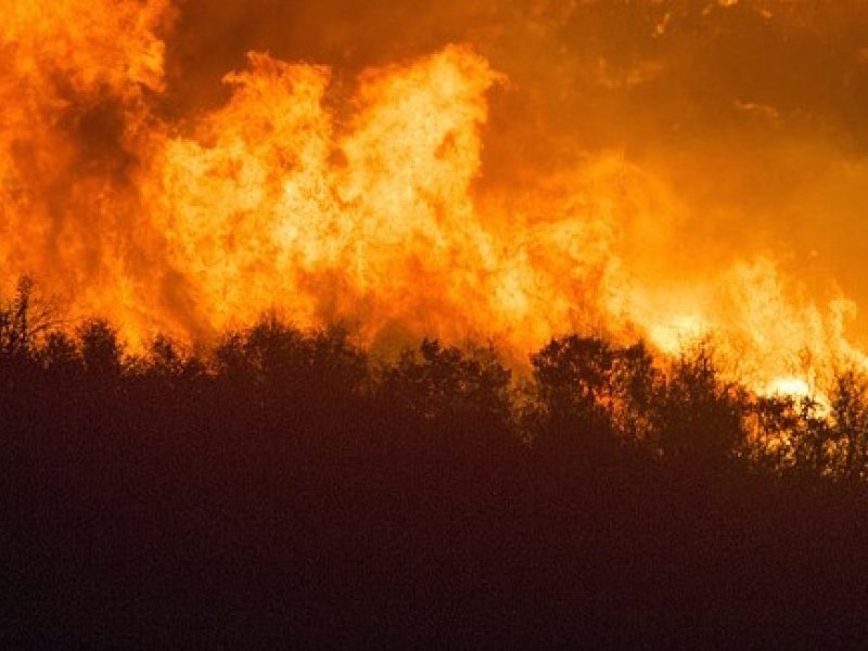 Φωτιά στον Έβρο: Κινδυνεύει το προστατευόμενο δάσος της Δαδιάς