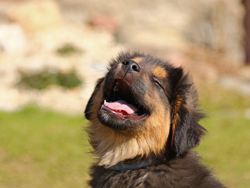 Αλήθεια ή ψέμα ότι ένας σκύλος γελάει και γαργαλιέται;