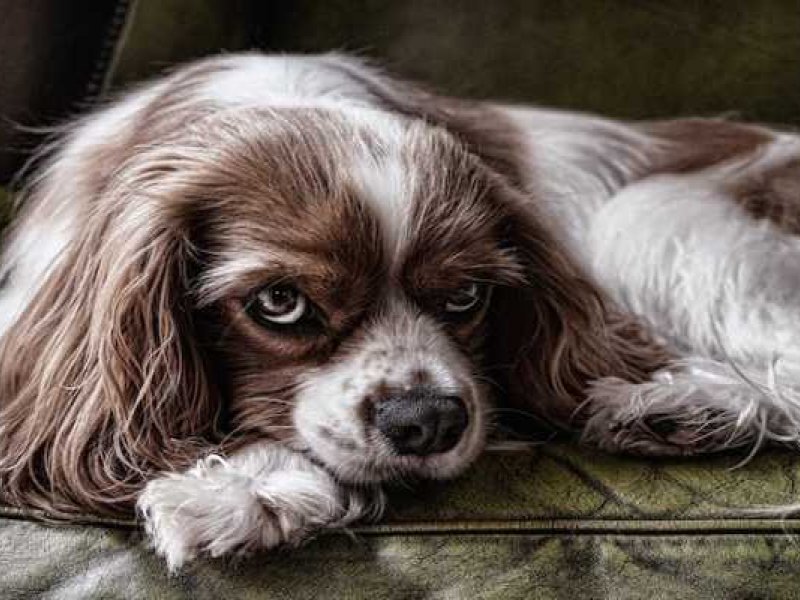 5 πράγματα που δεν πρέπει να κάνετε ποτέ μπροστά στο σκύλο σας