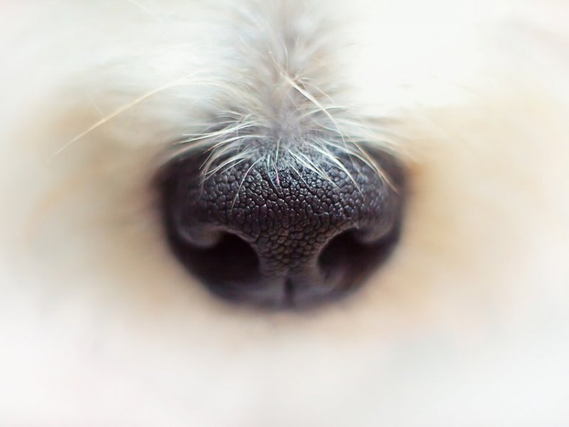 Τι μπορεί να καταλάβει ο σκύλος σας μυρίζοντάς σας
