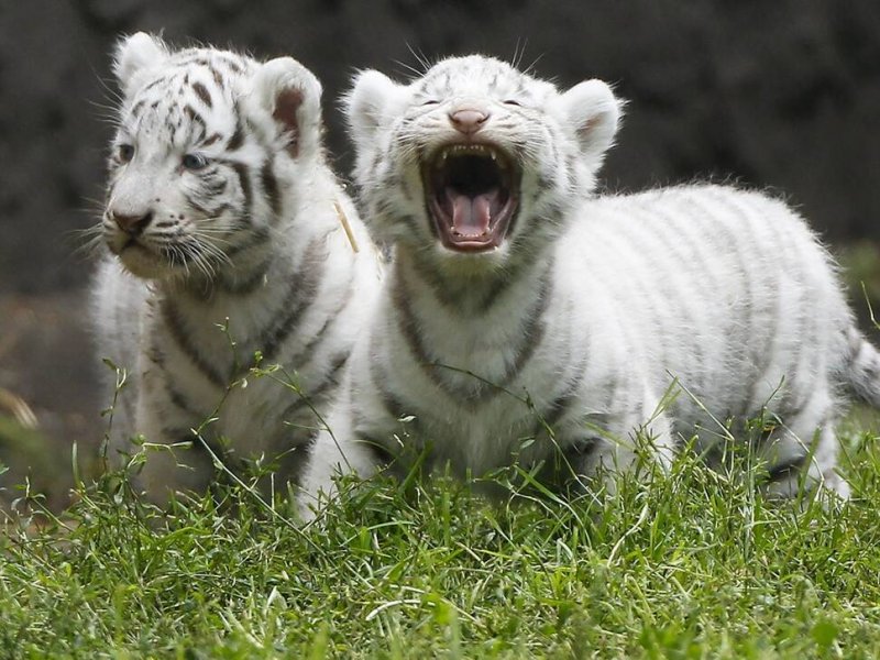 Πακιστάν: Λευκά τιγράκια σε ζωολογικό πάρκο πέθαναν πιθανόν από κορονοϊό