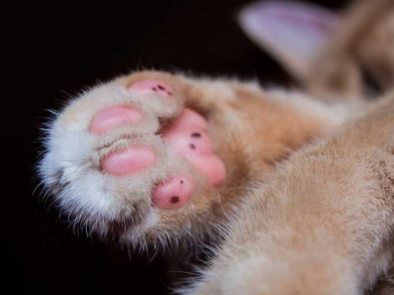 9 πράγματα που δεν ήξερες για τα πατουσάκια της γάτας