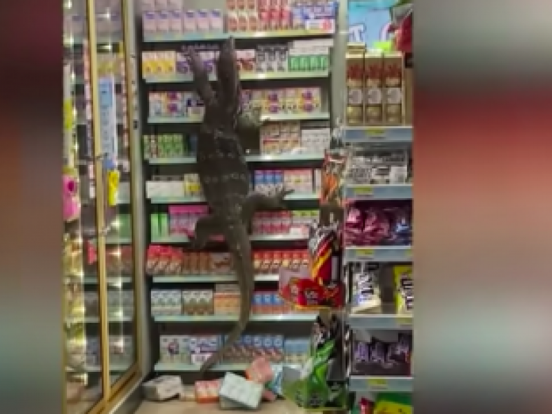 Ταϊλάνδη: Τεράστια σαύρα εισέβαλε σε σούπερ-μάρκετ (video)