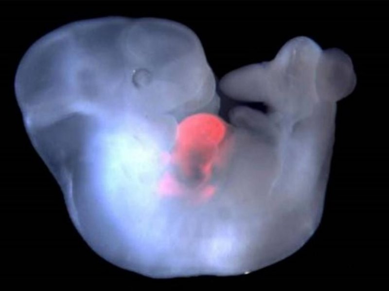Επιστήμονες δημιούργησαν έμβρυα-χίμαιρες πιθήκων και ανθρώπων
