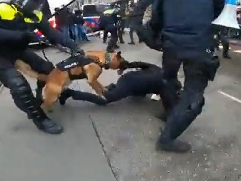 Ολλανδία: Σοκάρουν τα πλάνα με τον αστυνομικό σκύλο που δαγκώνει διαδηλωτή κατά των μέτρων της πανδημίας (Βίντεο)
