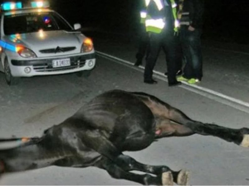 Κοζάνη: Σοβαρό τροχαίο με θύμα ένα άλογο