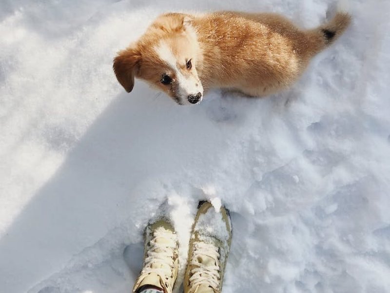 Ρωσία: 10χρονη επιβίωσε σε χιονοθύελλα χάρη σ' έναν αδέσποτο σκύλο