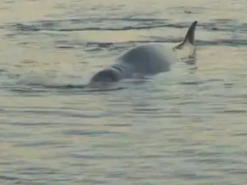'Εφυγε η κακοκαιρία... ήρθαν οι φάλαινες! - Εντοπίστηκε ραμφοφάλαινα σε παραλία του Αλίμου