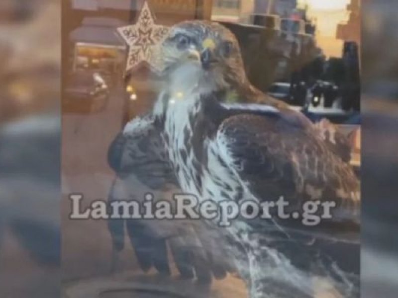 Γεράκι «μπούκαρε» σε κατάστημα της Λαμίας - Η viral περιγραφή του υπαλλήλου! (Βίντεο)
