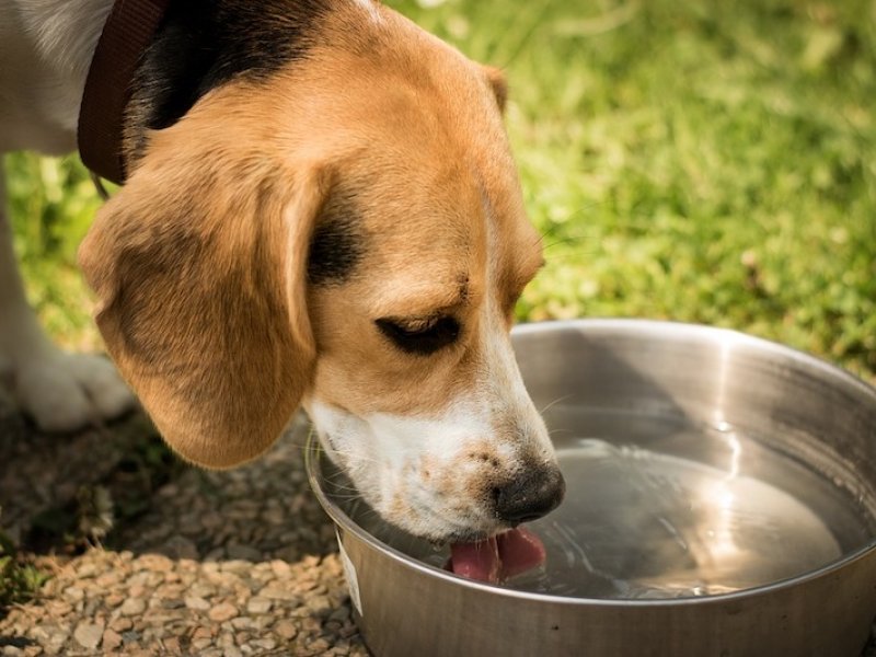 Γιατί ο σκύλος μου πίνει ξαφνικά πολύ νερό;