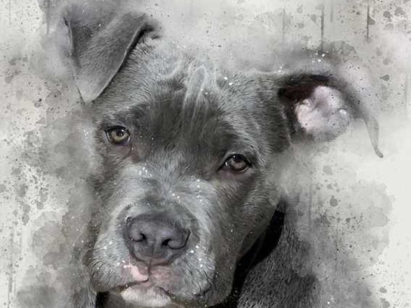 Γλυκά Νερά: Επίθεση πιτ μπουλ σε γυναίκα με το σκυλάκι της δίπλα σε παιδική χαρά