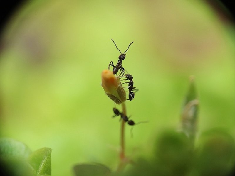 Εντοπίστηκαν μυρμήγκια που κάνουν αξιόπιστη διάγνωση καρκίνου στον άνθρωπο