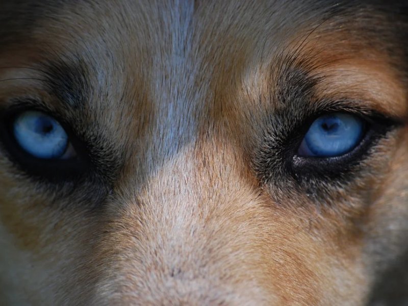 Γονιδιακή θεραπεία για την τύφλωση σε σκύλους δίνει ελπίδες και σε ανθρώπους