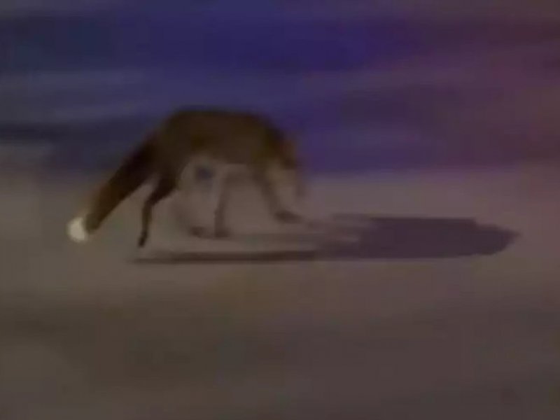 Γλυφάδα: Έβγαλε το σκύλο έξω και πέτυχε αλεπού να... κόβει βόλτες