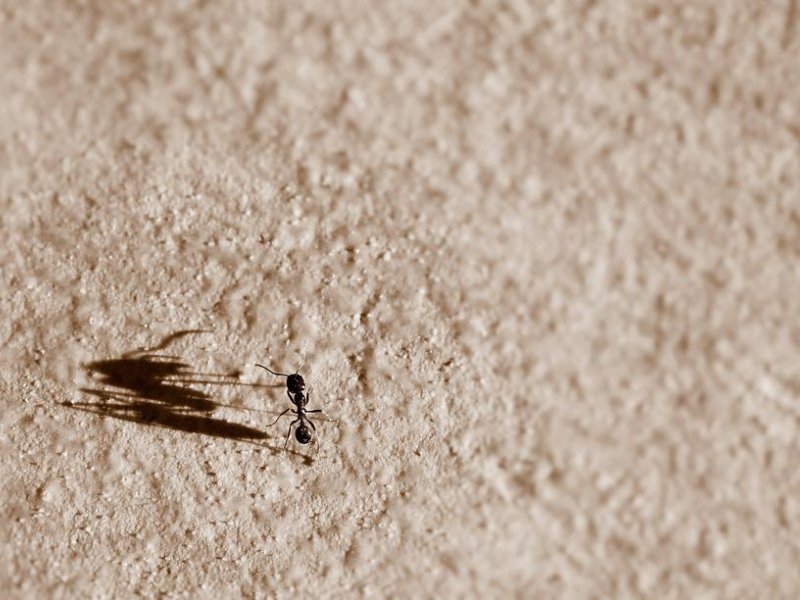 Τα 4 tips για να εξαφανίσετε τα μυρμήγκια από το σπίτι σας
