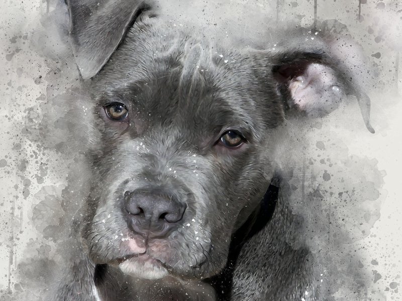 Ζάκυνθος: «Τσουχτερό» πρόστιμο σε 43χρονο που πυροβόλησε σκύλο κατ' εντολήν της ιδιοκτήτριάς του
