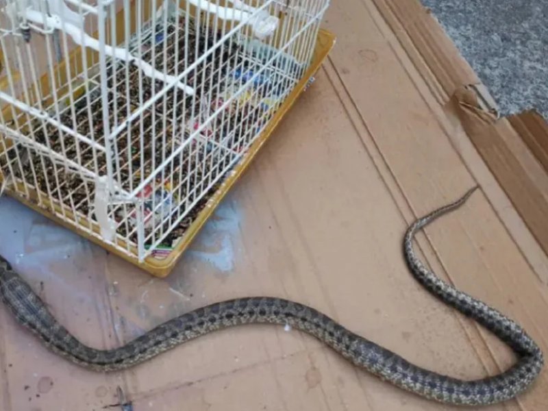 Λάρισα: Φίδι μπήκε σε σπίτι και έφαγε το καναρίνι μέσα από το κλουβί
