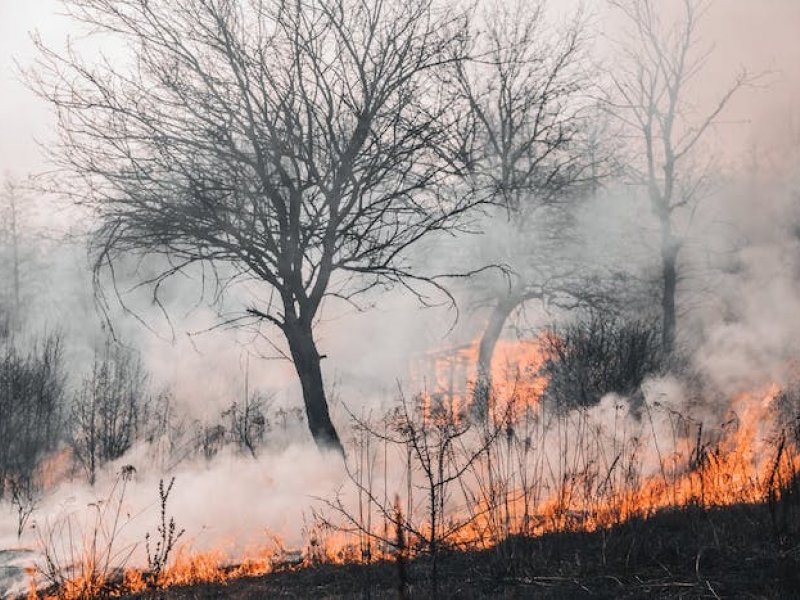 Ελέχθηκε η γιγαντιαία πυρκαγιά στο μεγαλύτερο πευκόδασος του Λιβάνου
