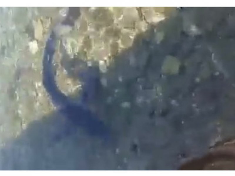 Γαλάζιος καρχαρίας έκανε την εμφάνισή του στον Μύτικα Αιτωλοακαρνανίας