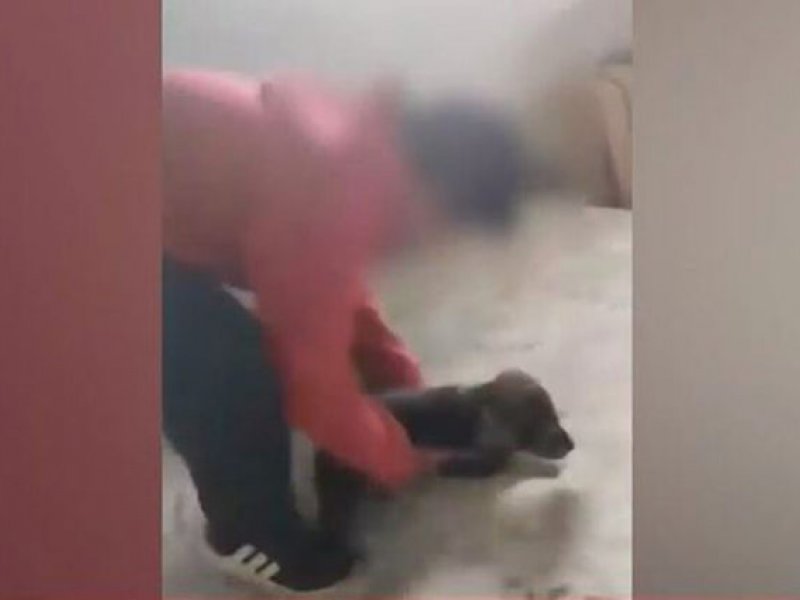 Σέρρες: Ανατριχιαστικό βίντεο  με 10χρονο που κακοποιεί βάναυσα κουταβάκι 