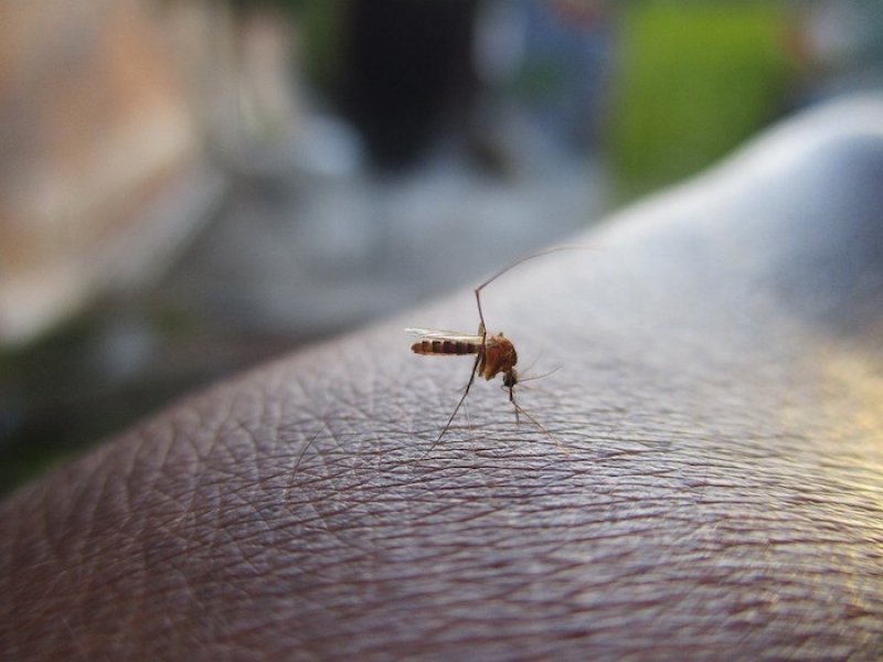 Κρούσμα ελονοσίας σε μαθήτρια α’ δημοτικού σε χωριό της Ελασσόνας
