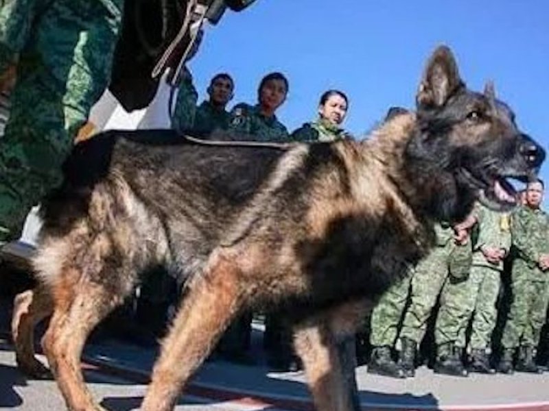 Τουρκία: Ανέλπιστες διασώσεις δίνουν ελπίδα - Σκύλος διασώστης κατέρρευσε από την κούραση