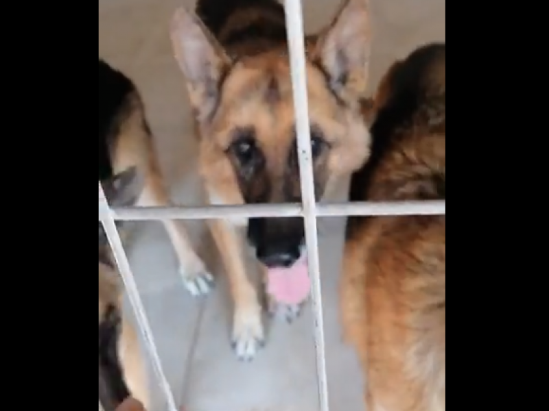 Οργή κατά του Σταύρου Ξαρχάκου: Έδωσε τα σκυλιά του σε καταφύγιο - Η απάντηση της συζύγου του