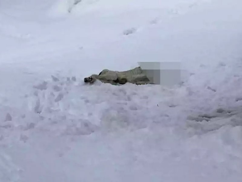 Βόλος: Αποκεφάλισαν σκύλο και τον πέταξαν στα χιόνια