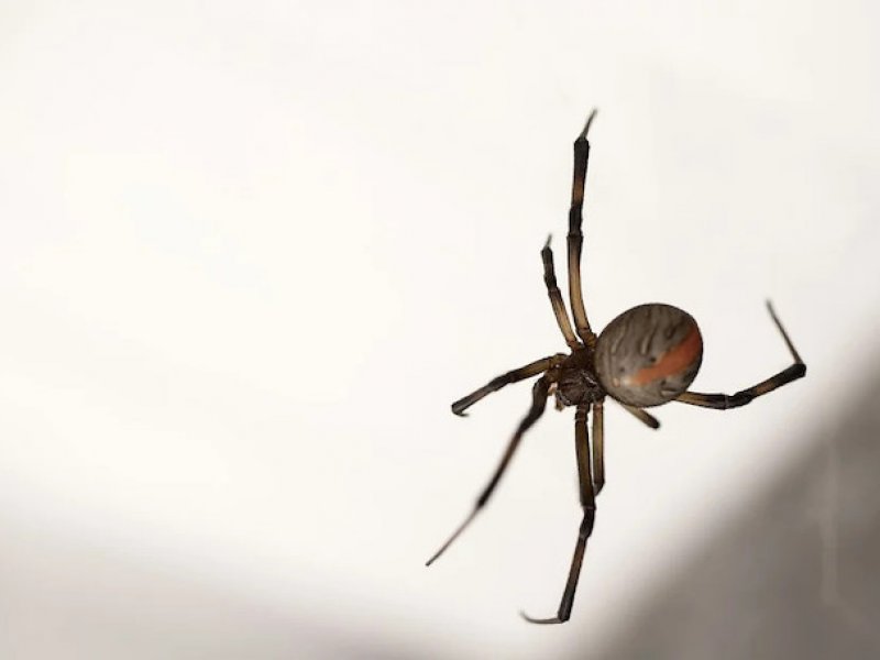 Βόλος: Θανατηφόρα αράχνη τσίμπησε 4χρονο