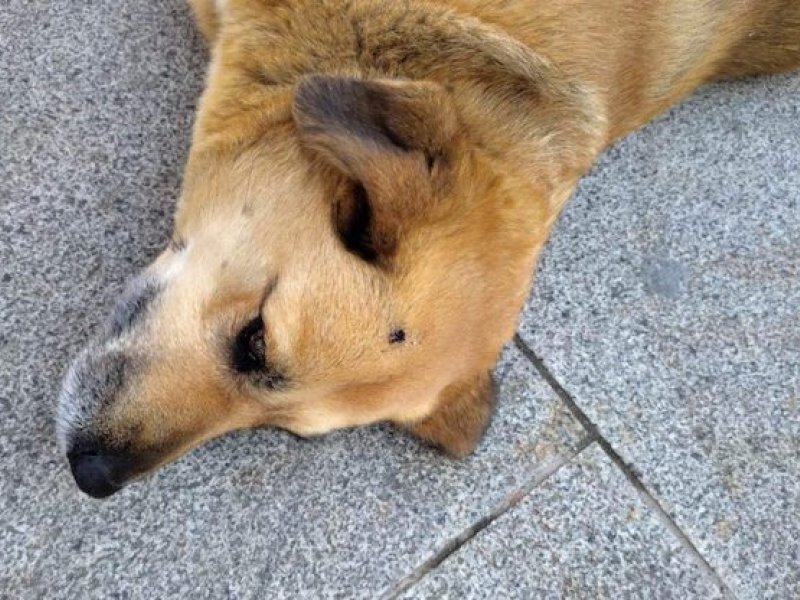 Σέρρες: Έσβησε το τσιγάρο του στο κεφάλι αδέσποτου σκύλου